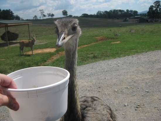 feeding the emu