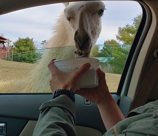 Feeding a llama