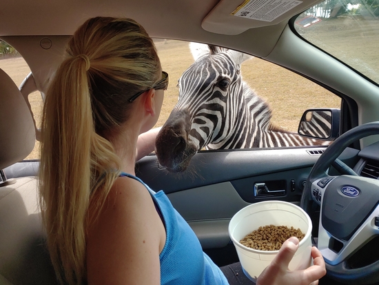 Chatting with a zebra
